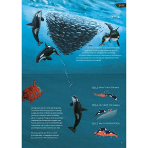 Illustration of orcas hunting fish underwater, depicting marine life and exploration themes from 'Die Tiefseetaucherin'.