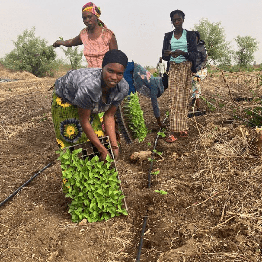 Chilianbau um Senegal