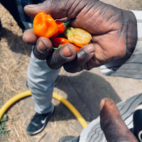 Habaneroernte